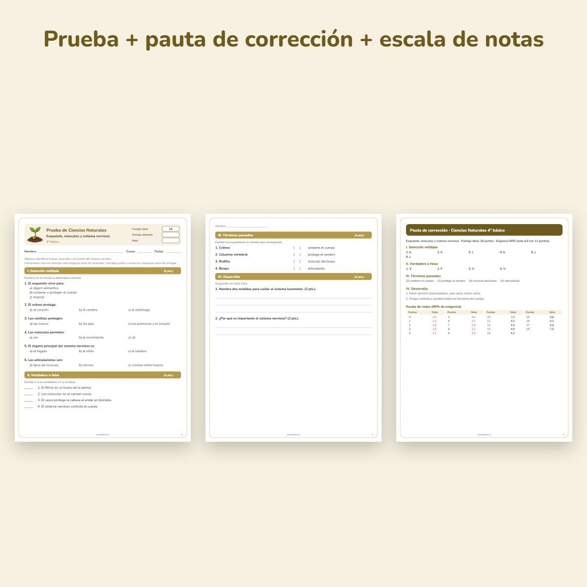 Páginas de muestra: Prueba de Ciencias Naturales 4° básico: Esqueleto, músculos y sistema nervioso