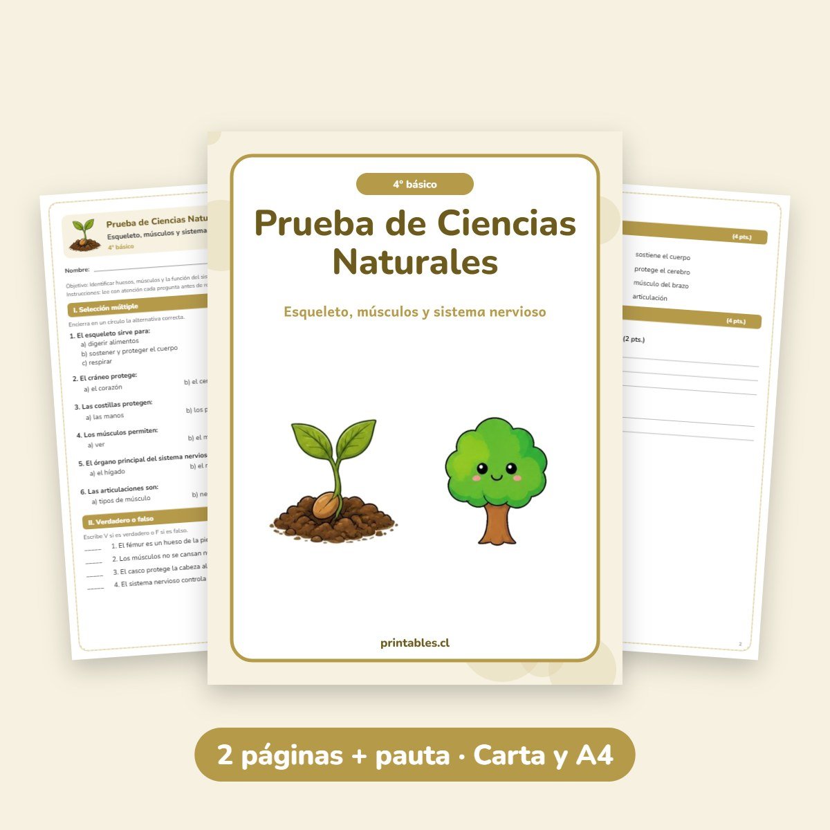 Prueba de Ciencias Naturales 4° básico: Esqueleto, músculos y sistema nervioso